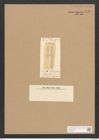 Surirella baileyi Lewis (de-Toni-Nr.: Genus 53, Species 2311) Zeichnungen Sammlung Grunow Nr. 4760 (NHMW-BOT-W0372877)